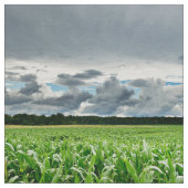 Op het gebied van Corn Stof (Close Up)