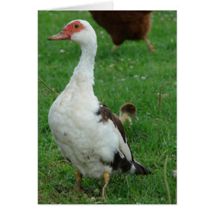 Op het uitzoeken van de Duck alle Occasies