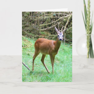Op maat gemaakte Reeënbok Natuur Liefhebber Kaart