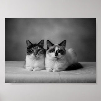 Op maat gemaakte zwart-wit huisdier poster 4K – Pr