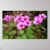 Op Mijn Drempel Afdruk Poster (Voorkant)