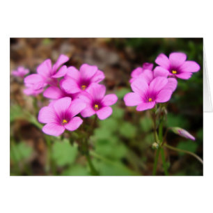 Op mijn Kaart in de deur