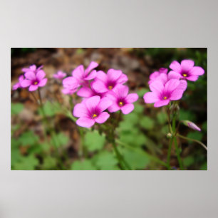 Op mijn portier afdrukken poster