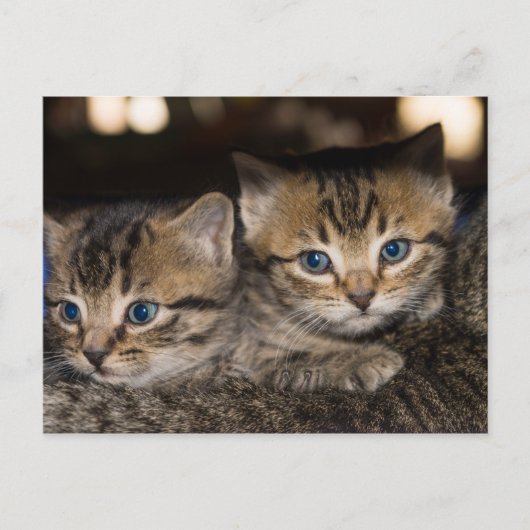 Op Momma's achterste Briefkaart (Voorkant)