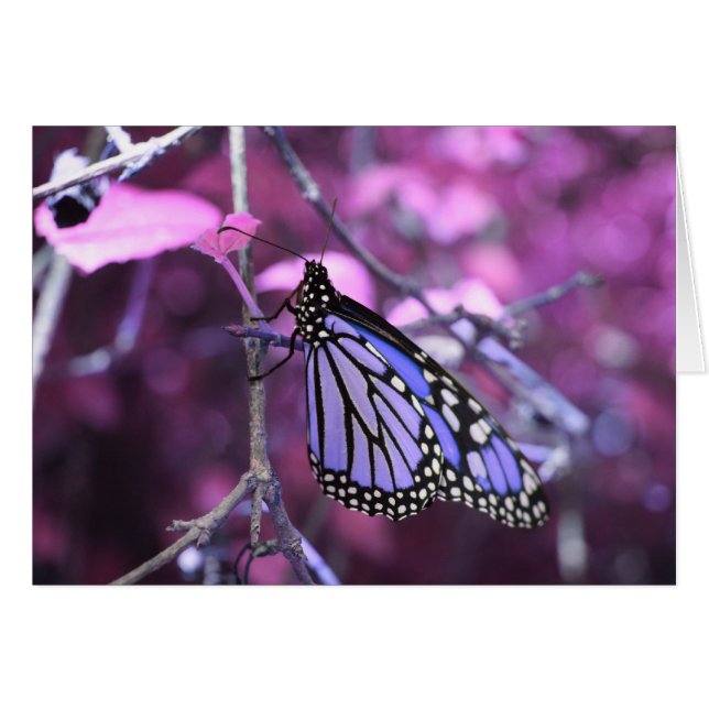 Op Rest (Voorkant Horizontaal)