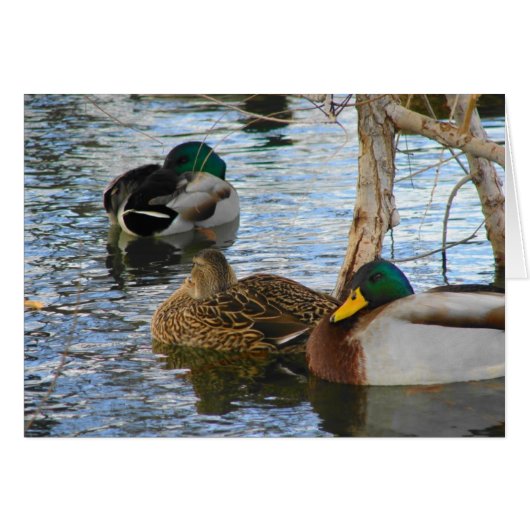 Op Rest (Voorkant Horizontaal)