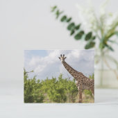 Op safari in Tanzania, Afrika. 2 Briefkaart (Staand voorkant)