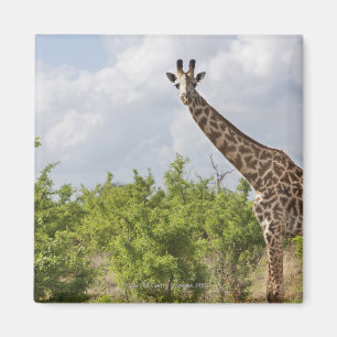 Op safari in Tanzania, Afrika. 2 Magneet