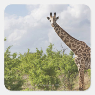 Op safari in Tanzania, Afrika. 2 Vierkante Sticker