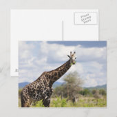 Op safari in Tanzania, Afrika. Briefkaart (Voorkant / Achterkant)