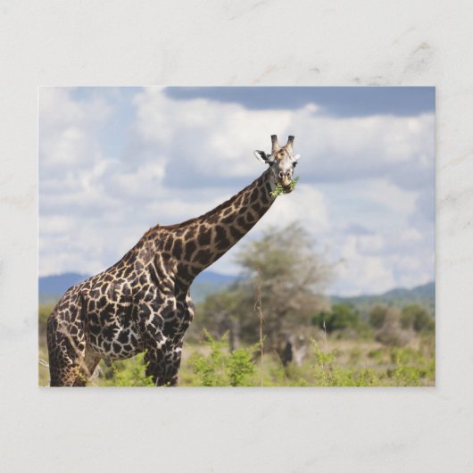 Op safari in Tanzania, Afrika. Briefkaart (Voorkant)