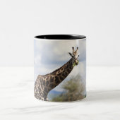 Op safari in Tanzania, Afrika. Tweekleurige Koffiemok (Center)