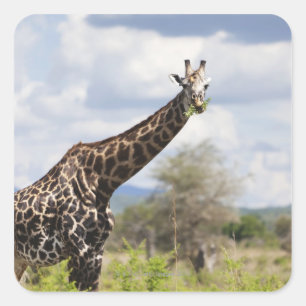 Op safari in Tanzania, Afrika. Vierkante Sticker