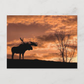   op Sunset Post Card Briefkaart (Voorkant)