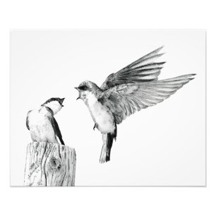 Op Swallow's Wings Foto Afdruk