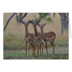 Op waarschuwing - Impala-kaart