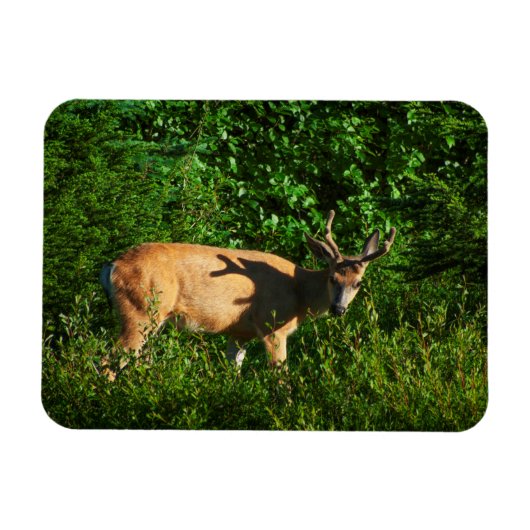 Op weg zijn magneet (Horizontaal)