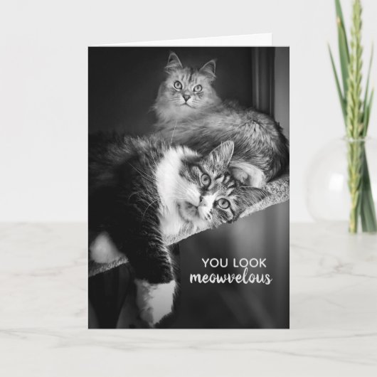 Op zoek meowvelous verjaardag Kaart (Voorkant)