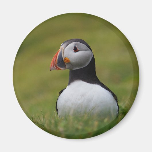 Op zoek naar de Burrow Puffin Magneet (Voorkant)
