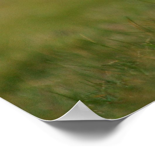 Op zoek naar de Burrow Puffin Poster (Hoek)