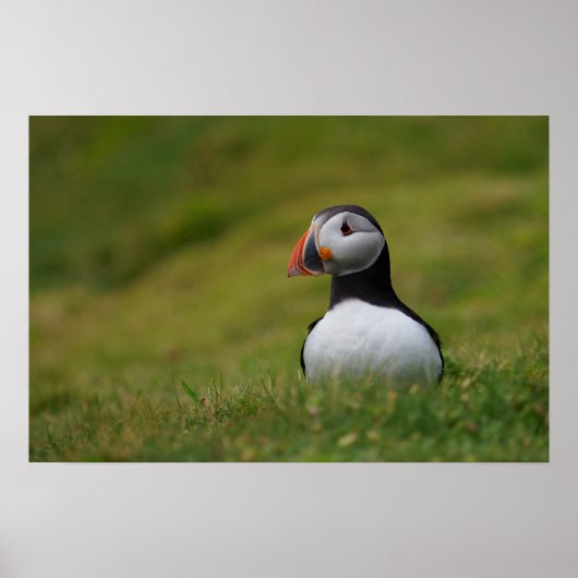 Op zoek naar de Burrow Puffin Poster (Voorkant)