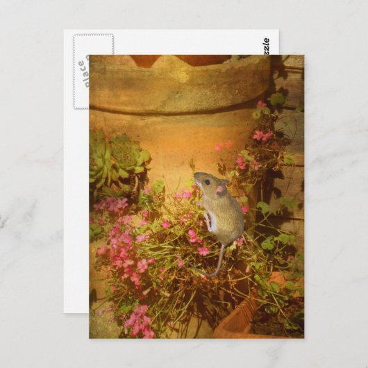 Op zoek naar een thuis. briefkaart (Voorkant / Achterkant)