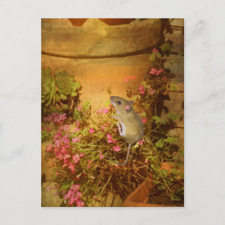 Op zoek naar een thuis. briefkaart