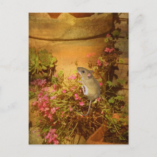 Op zoek naar een thuis. briefkaart (Voorkant)