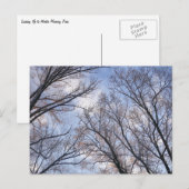 Op zoek naar winterochtendbomen briefkaart (Voorkant / Achterkant)