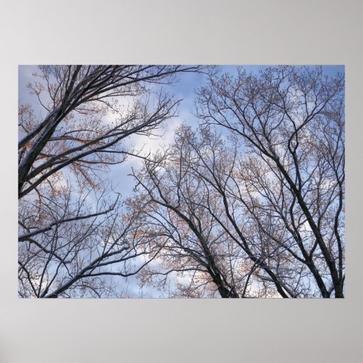 Op zoek naar winterochtendbomen poster (Voorkant)