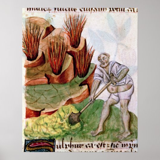 Op zoek naar zwavel, dioscorides' 'De Herbis' Poster (Voorkant)