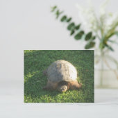 opa Turtle Briefkaart (Staand voorkant)