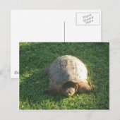 opa Turtle Briefkaart (Voorkant / Achterkant)