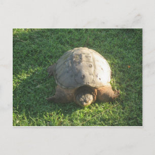 opa Turtle Briefkaart