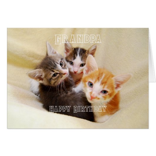 Opa, Warme en Zachte Kitten Trio Gefeliciteerd Ver (Voorkant Horizontaal)