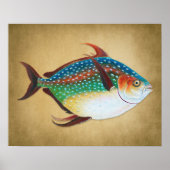  Opah Fish Illustration 1800s Poster (Voorkant)