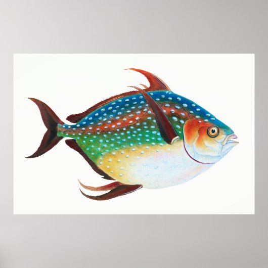 Opah, Vis Illustratie, Edward Donovan, Poster (Voorkant)