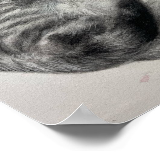 Opal (kat) - Print (Hoek)