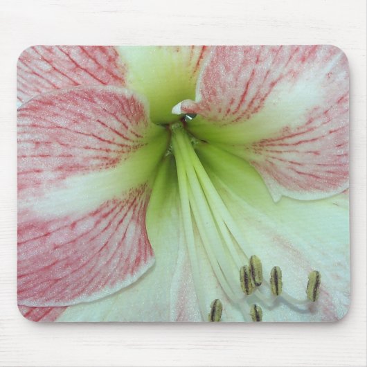 Open Amaryllis Appelbloesem Muismat (Voorkant)