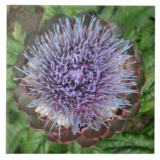 Open Artichoke Flower. Paars. Tegeltje (Voorkant)