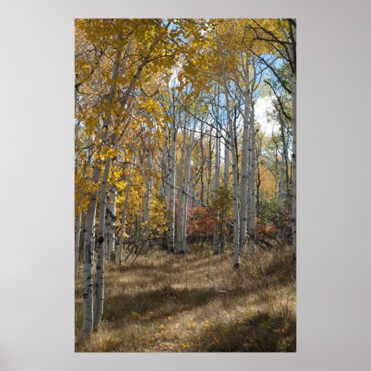 Open Bossen Poster (Voorkant)