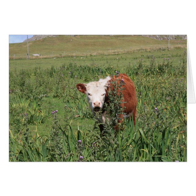 Open breed (Voorkant Horizontaal)