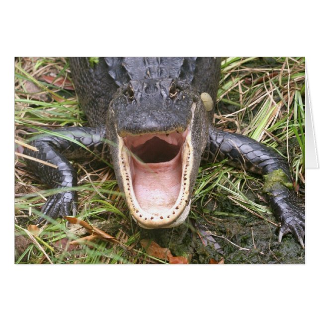 Open Breed! Florida Alligator (Voorkant Horizontaal)