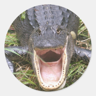 Open Breed! Florida Alligator Ronde Sticker