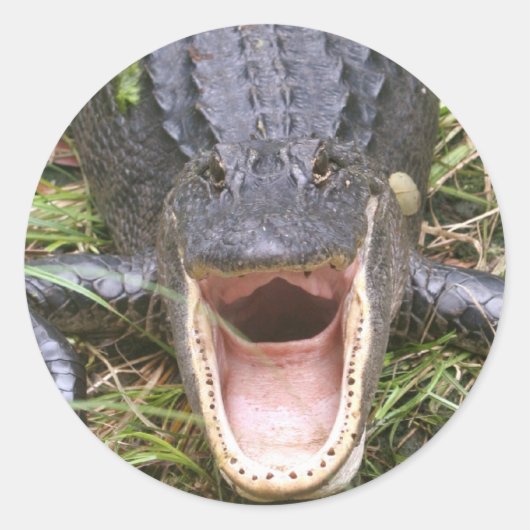 Open Breed! Florida Alligator Ronde Sticker (Voorkant)