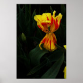 Open breed poster (Voorkant)