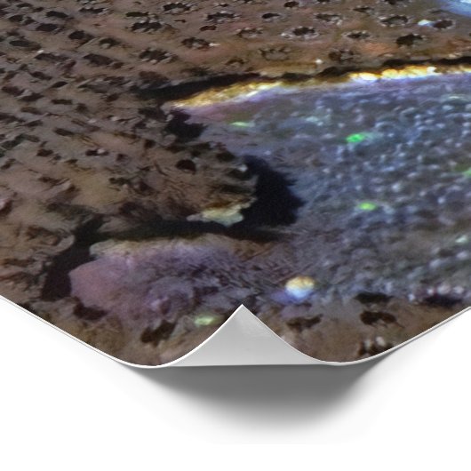 Open breed poster (Hoek)