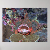 Open breed poster (Voorkant)