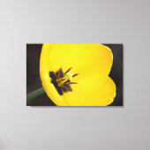 Open gele tulp in gewikkeld canvas afdruk (Voorkant)