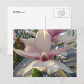 Open Magnolia Briefkaart (Voorkant / Achterkant)